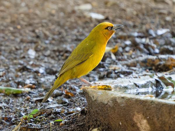 Brilwever (Ploceus ocularis)